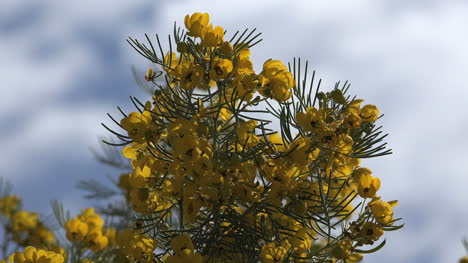 Arizona-Flor-Y-Arbusto