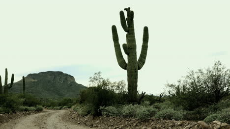 Cactus-Saguaro-Gigante-De-Arizona