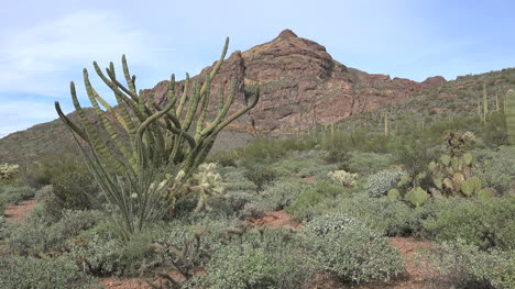 Arizona-Landschaft-Mit-Orgelpfeifenkaktus