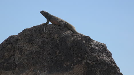 Lagarto-De-Arizona-Retroiluminado-En-Roca