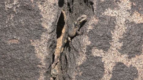 Arizona-Eidechse-In-Einem-Felsspalt-Vergrößern
