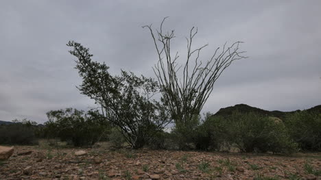 Arizona-Ocotillo-Und-Kreosotbusch