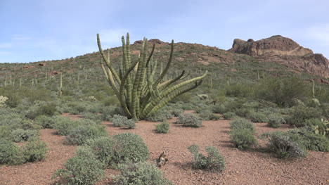 Arizona-Orgelpfeife-Kaktuspflanze