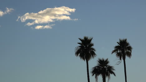 Arizona-Palmen-Und-Wolken