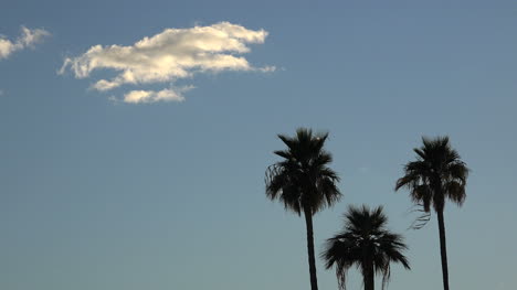 Palmeras-De-Arizona-Y-Nube