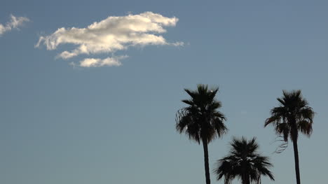 Arizona-Palms-Und-Cloud-Kippt-Nach-Unten-Und-Zoomt