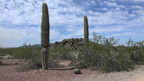 Arizona-Petroglyph-Site-Blm-With-Saguaro