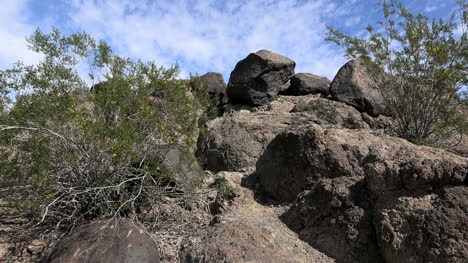 Sitio-De-Petroglifos-De-Arizona-Con-Arbustos-De-Creosota