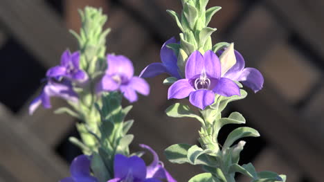 Arizona-Lila-Blume-Nahaufnahme