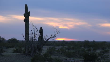 Cactus-Saguaro-De-Arizona-Al-Atardecer-Acercar
