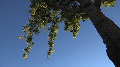 Arizona-Tree-Branch-In-Sun