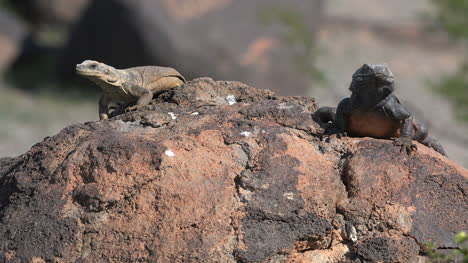 Arizona-Zwei-Eidechsen-Auf-Einem-Felsen