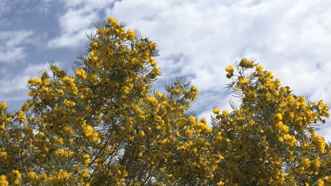 Arizona-Yellow-Flowered-Shrub