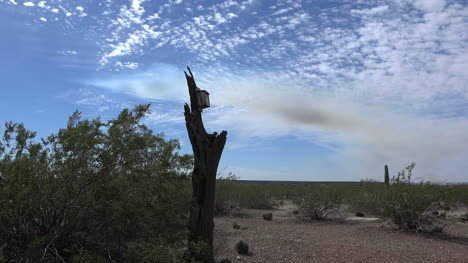 Arizona-Se-Acerca-A-La-Casa-Del-Pájaro