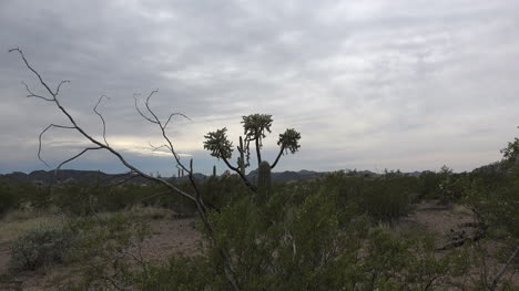 Arizona-Zooms-On-Chain-Cholla