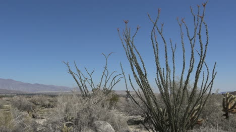 California-Anza-Borrego-Ocotillo-With-Tourists-Zoom-And-Pan