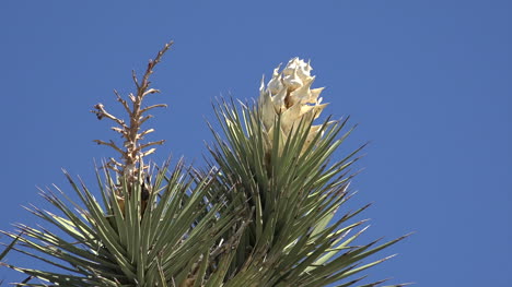 California-Joshua-Tree-Bloom-On-Plant-Zoom-In