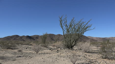 Kalifornien-Joshua-Tree-Ocotillo