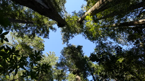 Parque-Nacional-De-La-Secoya-De-California-Dama-Pájaro-Johnson-Grove-Copas-De-Los-árboles-Inclinación-Y-Zoom
