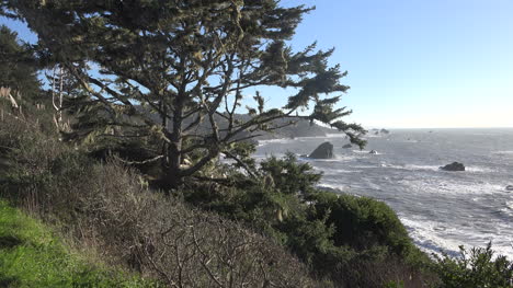 California-Tree-And-Coastal-Rocks-Patricks-Point