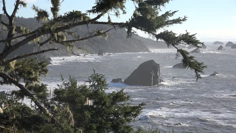 California-Tree-Frames-Wave-On-Rocks-At-Patricks-Point