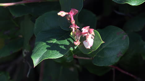 Arbusto-De-Salal-Floreciente-De-Oregon