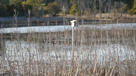 Virginia-Birdhouse-In-Marsh