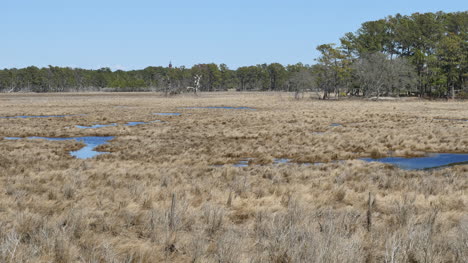 Virginia-Grass-In-Swampy-Landscape