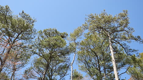 Virginia-Pine-Trees-And-Blue-Sky