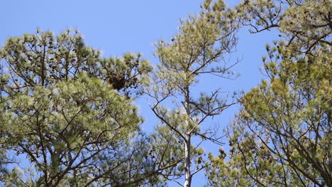 Virginia-Pine-Trees-In-Wind