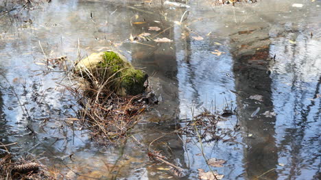 Virginia-Rock-En-Agua-Pantanosa