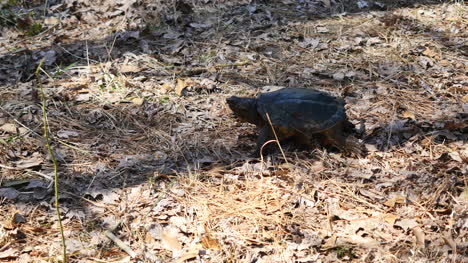 Virginia-Snapping-Turtle-Walking-On-Leaves