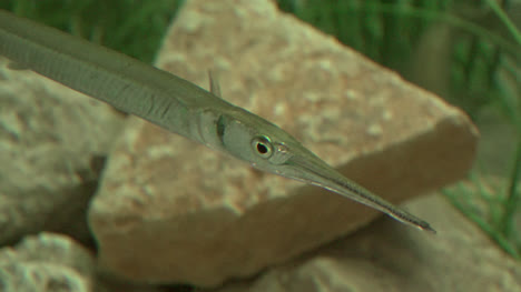 Aquarium-Fish-With-Needle-Nose-Swimming