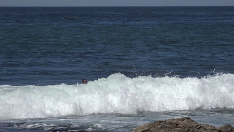 California-Santa-Cruz-Un-Surfista-Cabalga-Las-Olas