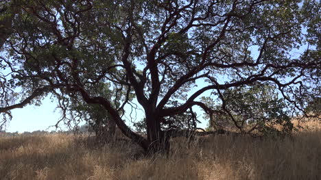 California-Oak-Tree-In-Grassland