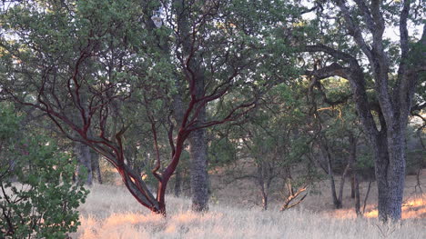 Kalifornische-Savannenvegetation