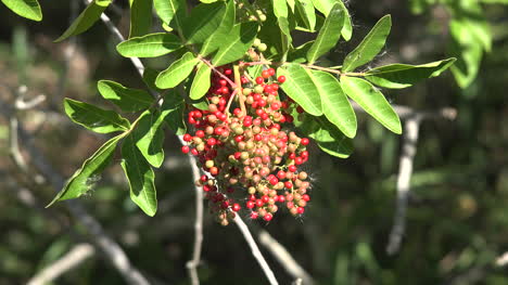 Texas-Gulf-Coast-Red-Berries