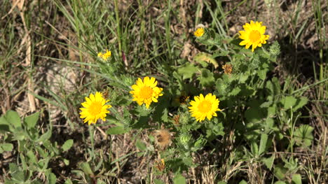 Costa-Del-Golfo-De-Texas-Flor-Amarilla