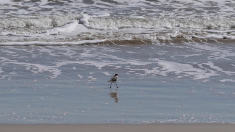 Texas-Birds-On-Edge-Of-Surf