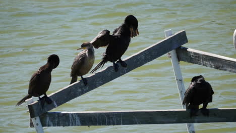 Texas-Cormorants-On-A-Perch