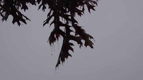 Texas-Hielo-Roble-Hojas-Derritiendo-Hielo