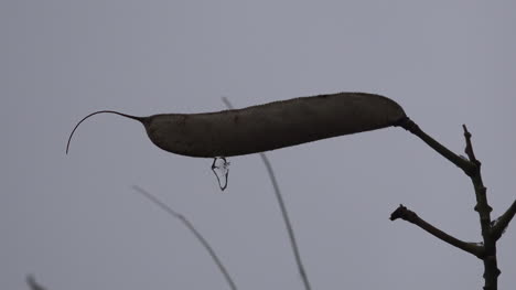 Texas-Ice-On-Seed-Pod