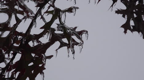 Texas-Icy-Oak-Leaves