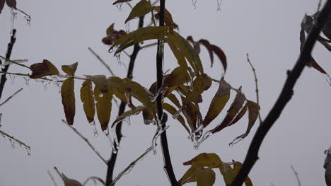 Texas-Icy-Yellow-Leaves