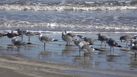 Gaviotas-De-Texas-Con-Zoom-Para-Embarcadero