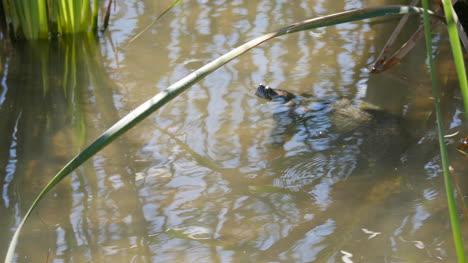 Texas-Turtle-Under-Water