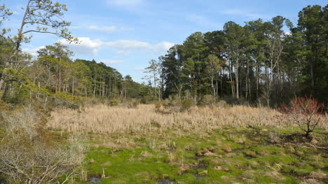 Virginia-Scene-With-Forest-And-Marsh