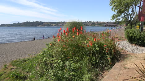 Chile-Frutillar-Beach-And-Flowers