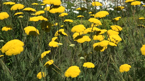 Chile-Frutillar-Gelbe-Blüten