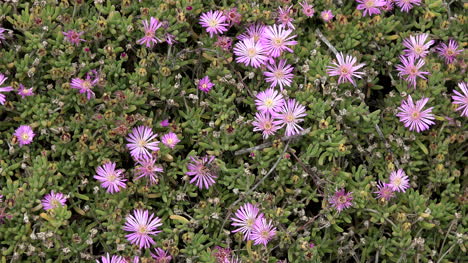 Chile-Abeja-En-Flores-Rosadas